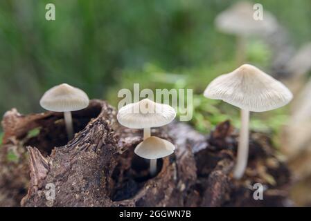 Nicht essbare weiße Pilze im Wald Stockfoto