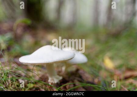 Nicht essbare weiße Pilze im Wald Stockfoto