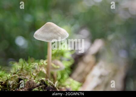 Nicht essbare weiße Pilze im Wald Stockfoto