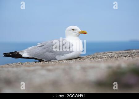 Nahaufnahme eines erwachsenen Möwenmals, der auf einer Meereswand mit Kopierraum ruht Stockfoto