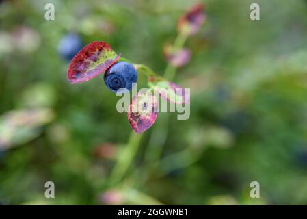 Blaubeere auf Busch im Wald anbauen Stockfoto