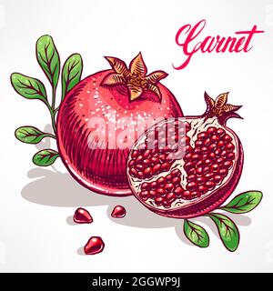 Köstlicher reifer Granatapfel mit grünen Blättern. Handgezeichnete Illustration Stock Vektor