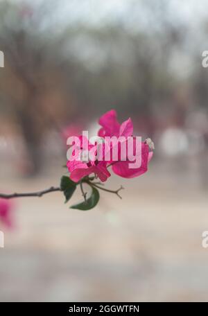 Nahaufnahme Magenta Bougainvillea blühende Blumen und Bougainvillea-Baum im Sommer. Stockfoto