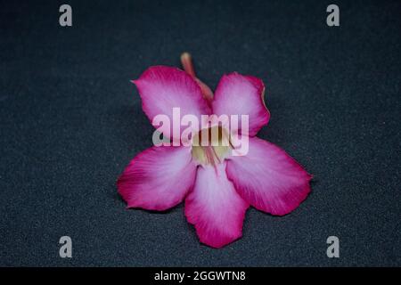 Nahaufnahme von schönen frischen rosa Azaleen Blumen isoliert auf schwarzem Hintergrund Stockfoto