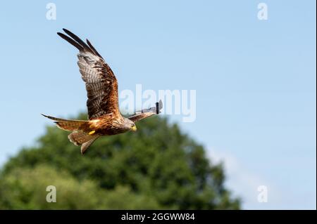 Rotmilane bei Gigrin Farm Kite Center Rotmilan Futterstation in Rhayader in Powys Wales Uk Stockfoto