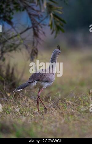 Rotbeinige Seriema in der Umgebung des Pantanal-Waldes, Pantanal Mato Grosso, Brasilien. Stockfoto