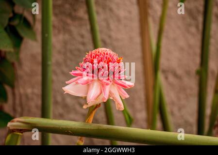 Fackel-Ingwer (Etlingera elatior) in einem afrikanischen Garten Stockfoto