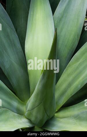 Die fleischigen Blätter einer großen, sukulenten Aloe Vera Pflanze. Stockfoto