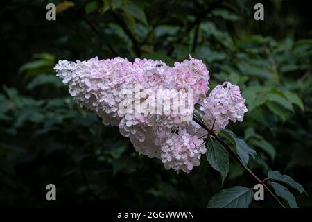 Hortensia paniculata „Vanille Fraise“. Stockfoto