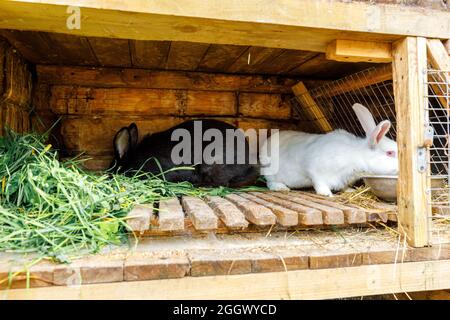 Kleine Fütterung weißen und schwarzen Kaninchen kauen Gras in Kaninchen-Hutch auf Tierfarm, Scheune Ranch Hintergrund. Bunny in Hutch auf natürliche Öko-Farm. Modern Stockfoto