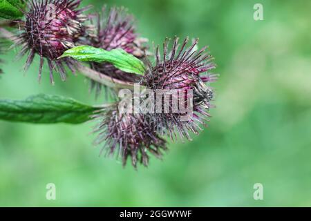 Gewöhnliche Klettenblüten- und Samenköpfe, Arctium, Lappa, Arctium minus, Nordengland, VEREINIGTES KÖNIGREICH Stockfoto