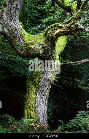 Eine verzerrte und verdrehte Moos bedeckte englische Eiche (Quercus robur), North Pennines, Nordengland, Großbritannien Stockfoto