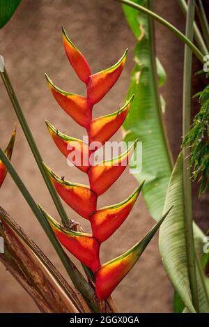 Heliconia wagneriana in einem afrikanischen Garten Stockfoto