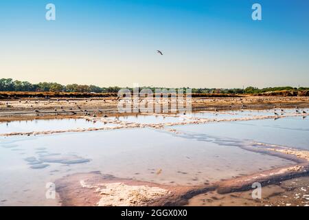 Viele Möwen genießen salzige Teiche in salines in Faro, Algarve, Portugal Stockfoto