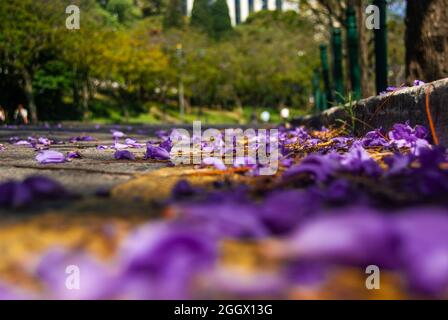 Nahaufnahme von gefallenen violetten Jacaranda-Blumen auf einer gelben Straßenmarkierung und einem städtischen Hintergrund - Makroaufnahme, selektiver Fokus Stockfoto