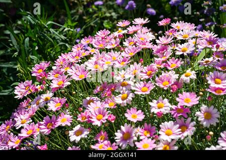 Gruppe von rosa Hymnen blüht im Juni. Selektiver Fokus. Stockfoto
