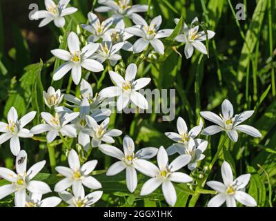 Blühende Milchsterne, ornithogalum, im Frühling Stockfoto