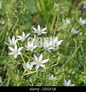 Blühende Milchsterne, ornithogalum, im Frühling Stockfoto