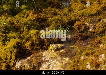 Schöne Natur mit Bach. Moos und Felsen am Bachwasser auf der Wiese. Natürlicher Hintergrund. Grünes Umweltkonzept und geschütztes Naturkonzept. Stockfoto