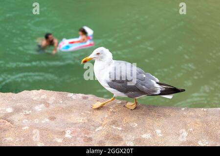 Gelbmöwe auf der Insel Berlenga Grande, der größten Insel des Berlengas-Archipels, vor der Küste von Peniche, Portugal. Stockfoto