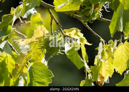 Baumhasel, Baum-Hasel, Türkische Hasel, Türkische Haselnuss, Byzantinische Hasel, Nuß, Nuss, Nüsse, Corylus colurna, türkisches Hazel, Türkischer Filbert, L Stockfoto