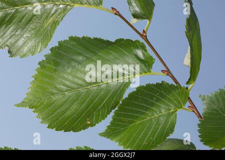 Flatterulme, flacher-Verbindung, Verbindung, Flatterrüster, Blatt, Blätter, Ulmus Laevis, Ulmus Effusa, Europäische weiße Ulme, flattern Elm, Verbreitung von Elm, Russisch Stockfoto