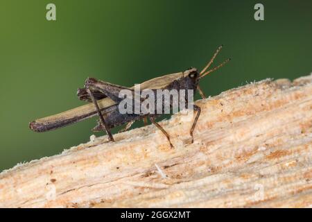 Säbel-Dornschrecke, Säbeldornschrecke, Dornschrecke, Tetrix subulata, Tetrix subulatum, Acrydium subulatum, schlanker Bodentrichter, schlanker Bodenhoppe Stockfoto