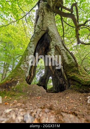 ulmenbaum mit offenem Stamm Stockfoto