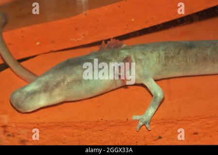 Nahaufnahme des seltenen und vom Aussterben bedrohten europäischen Olmhöhlensalamanders, Stockfoto