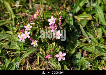 Ein gewöhnlicher Zentaurus (Centaurium erythraea) Stockfoto