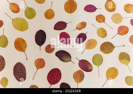 Bunte Herbstblätter auf weißem Hintergrund. Stockfoto