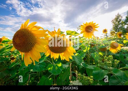 Leuchtende Sonnenblumen auf einem Feld in Oberösterreich unter einem teilweise bewölkten Himmel Stockfoto