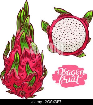 Set von reifen bunten Drachenfrucht. Handgezeichnete Illustration Stock Vektor