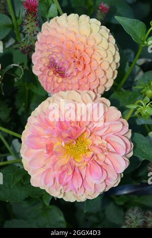Dahlia Jowey Nicky. Zwei große rosa bis gelbe Doppelblüten. Stockfoto