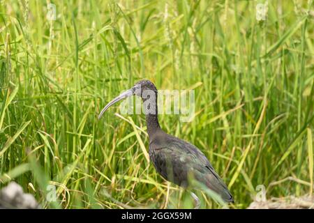 Nahaufnahme eines Puna-Ibis, der im Sumpf läuft. Stockfoto