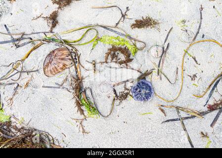 Blaue Qualle (Cyanea lamarckii) viele gerippte Quallen (Aequorea forskalea) Stockfoto