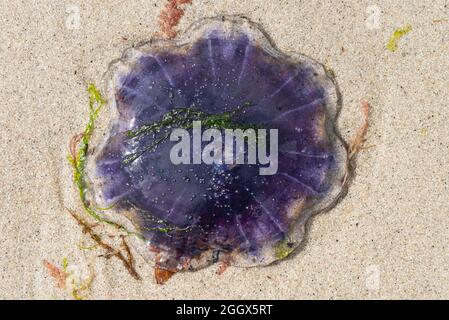 Eine blaue Qualle (Cyanea lamaarckii), die am Strand ausgewaschen ist Stockfoto