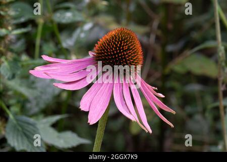 Einzelne Echinacea purpurea Blume im Garten aus nächster Nähe Stockfoto