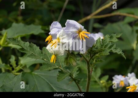 Sticky Nightshade, Solanum sisymbriifolium Blüten schließen sich im Freien an Stockfoto