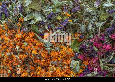 Getrocknete Calendula, Monarda Didyma (Bergamotte) und Anishysop (Agastache foeniculum). Bereits getrocknet, um entspannenden Kräutertee zu machen. Stockfoto