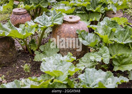Terrakotta-Töpfe im Garten Stockfoto