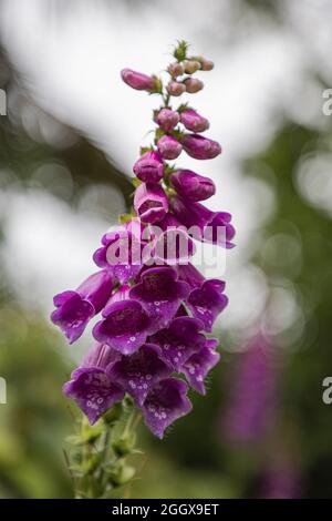 Blühender Fuchshandschuh (Digitalis purpurea) Stockfoto