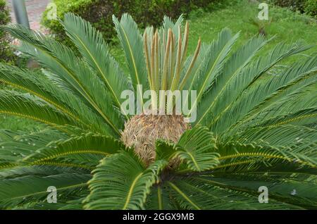 Selektiver Fokus auf Cycas pectinata Pflanze eine der attraktivsten Pflanzen im Park bei morgendlicher Sonneneinstrahlung. Diese Pflanze wird häufig in Parks verwendet. Stockfoto