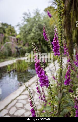 Fuchshandschuh in Blüte am Teich (Digitalis purea) Stockfoto