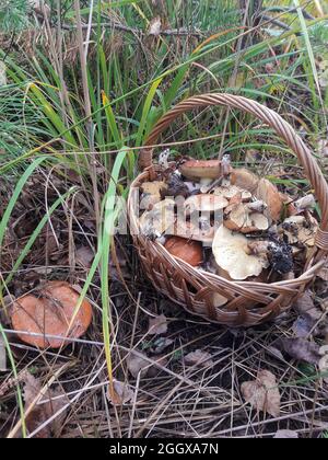 Im Gras im Wald steht ein Korb voller Pilze. Ein Pilz wächst in der Nähe des Korbes Stockfoto