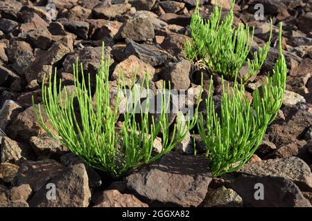 Drei kleine grüne Pflanzen sprießen durch braune Steine. Nahaufnahme Stockfoto