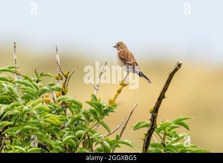 Ein weibliches Linnet (Linaria cannabina) auf Walney Island, Cumbria, Großbritannien. Stockfoto