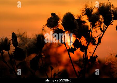 Lligwy Sunset Anglesey 28-08-21 Stockfoto