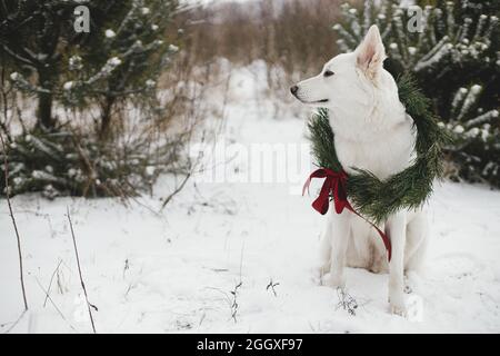 Frohe Weihnachten! Niedlicher Hund im Weihnachtskranz sitzt im Schnee Winter Park. Porträt von entzückenden weißen Hund in stilvollen weihnachtskranz mit roter Schleife an Stockfoto