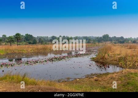 Wunderschöne Seerosen schwimmen in einem Teich, Nymphaeaceae blühende Pflanzen, indische ländliche Landschaft. Aufnahme in Purulia, Westbengalen, Indien. Stockfoto